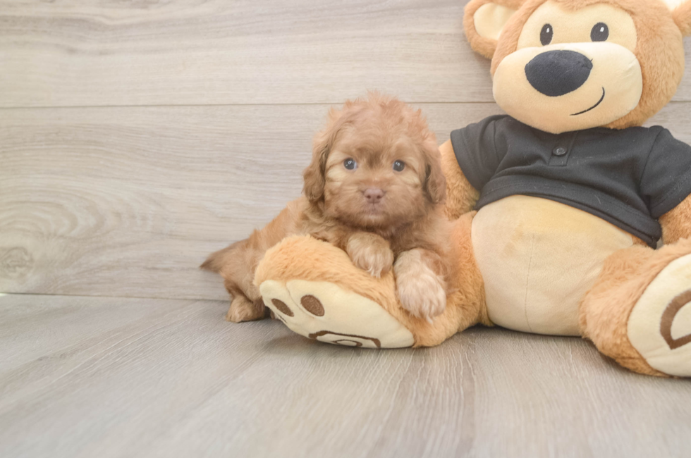 5 week old Shih Poo Puppy For Sale - Pilesgrove Pups