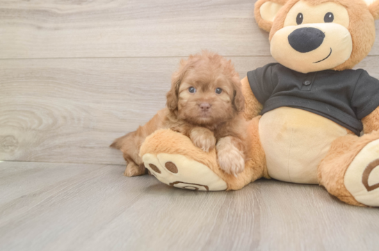 5 week old Shih Poo Puppy For Sale - Pilesgrove Pups Shih Poo Pup Being Cute