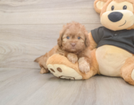 5 week old Shih Poo Puppy For Sale - Pilesgrove Pups 5 week old Shih Poo Puppy For Sale - Pilesgrove Pups