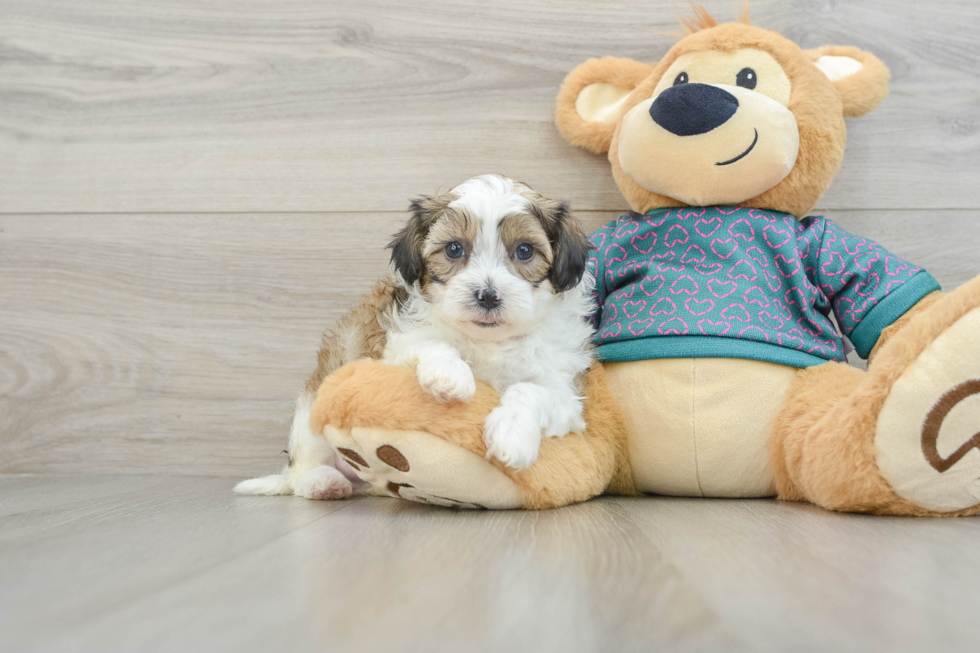 Little Shih Poo Poodle Mix Puppy