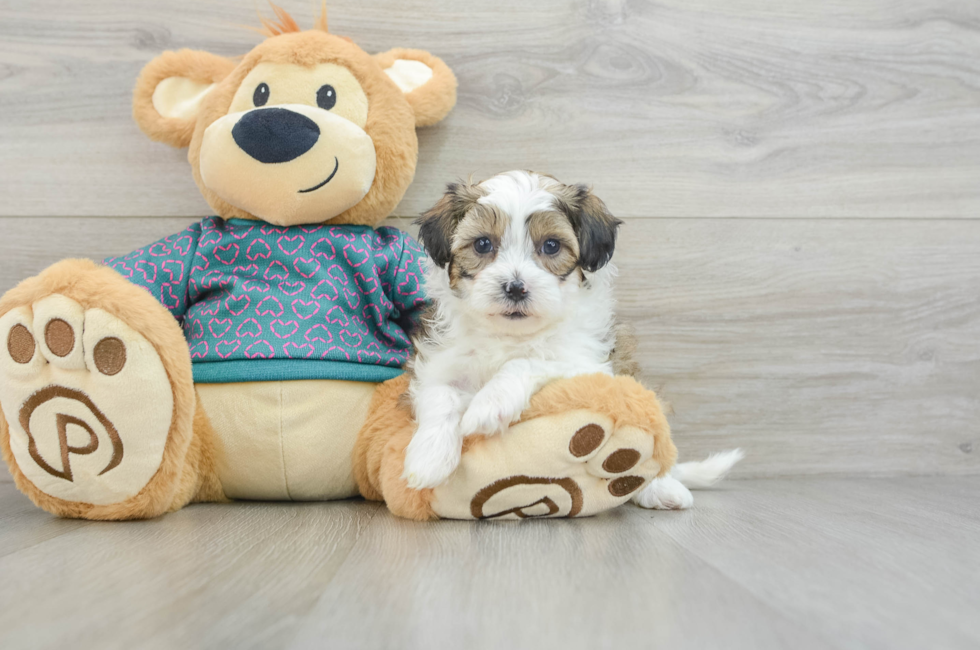 6 week old Shih Poo Puppy For Sale - Pilesgrove Pups