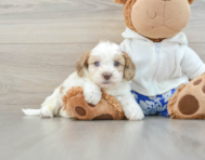 7 week old Shih Poo Puppy For Sale - Pilesgrove Pups