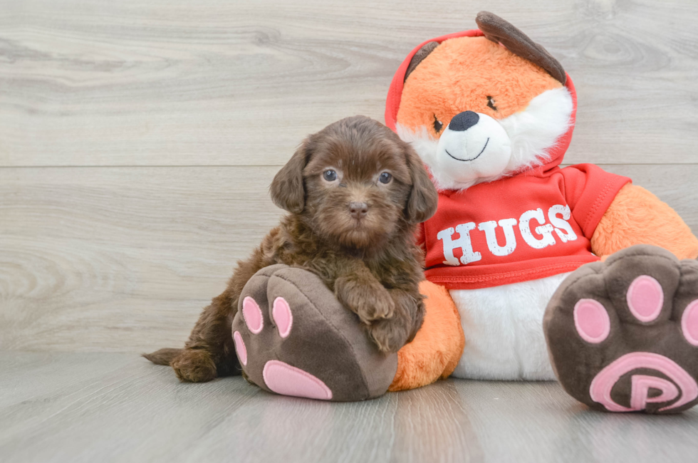 5 week old Shih Poo Puppy For Sale - Pilesgrove Pups