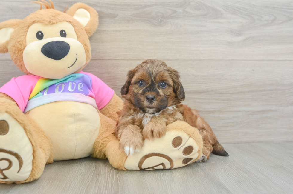 5 week old Shih Poo Puppy For Sale - Pilesgrove Pups