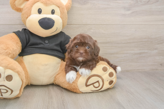 5 week old Shih Poo Puppy For Sale - Pilesgrove Pups Petite Shih Poo Poodle Mix Pup