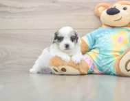 7 week old Shih Poo Puppy For Sale - Pilesgrove Pups