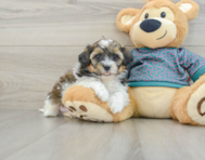 8 week old Shih Poo Puppy For Sale - Pilesgrove Pups