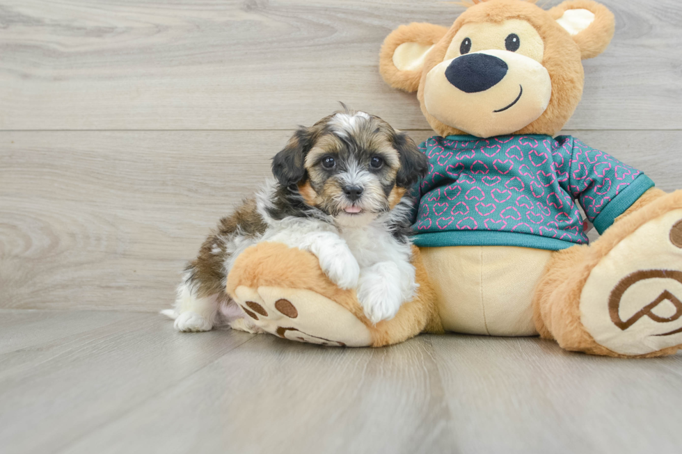 Funny Shih Poo Poodle Mix Pup