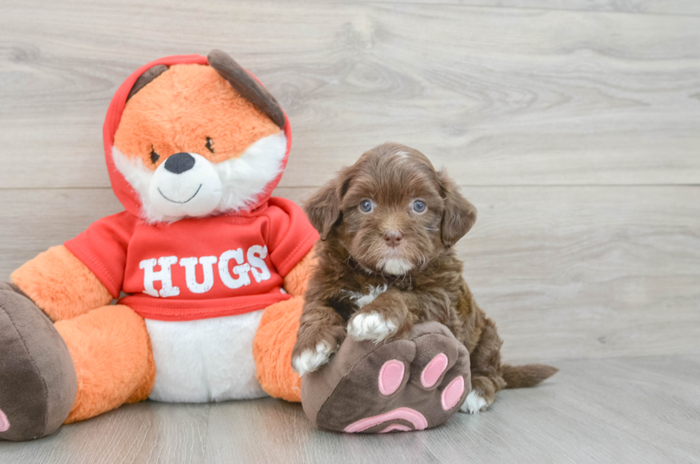 5 week old Shih Poo Puppy For Sale - Pilesgrove Pups
