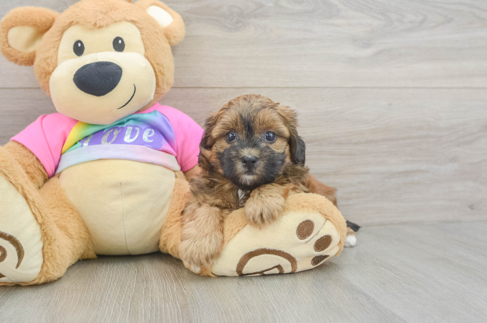 5 week old Shih Poo Puppy For Sale - Pilesgrove Pups