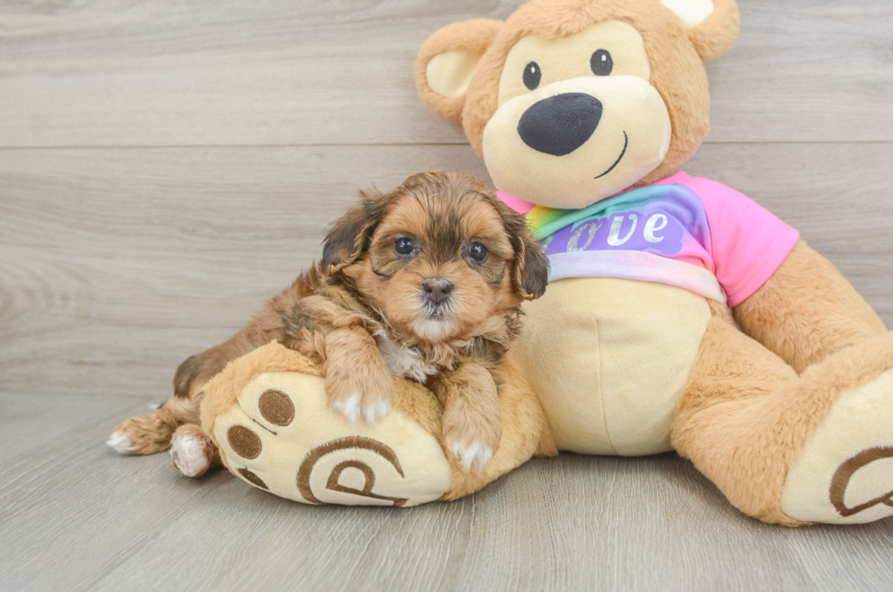 5 week old Shih Poo Puppy For Sale - Pilesgrove Pups