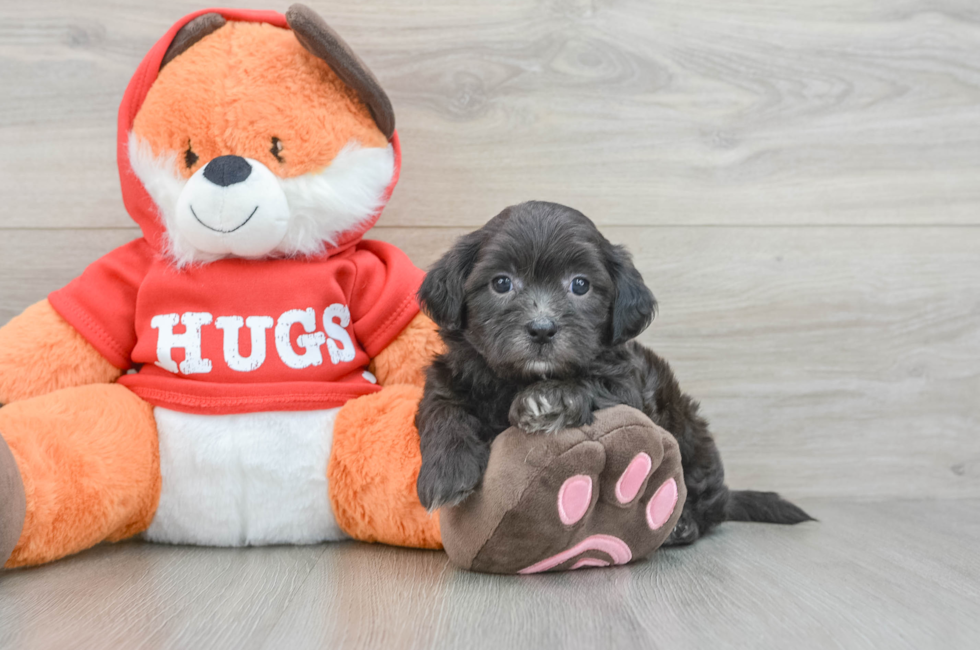 5 week old Shih Poo Puppy For Sale - Pilesgrove Pups