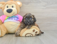 8 week old Shih Poo Puppy For Sale - Pilesgrove Pups