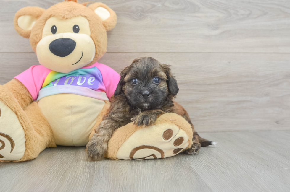 5 week old Shih Poo Puppy For Sale - Pilesgrove Pups