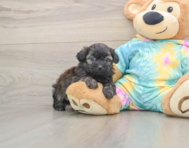 7 week old Shih Poo Puppy For Sale - Pilesgrove Pups