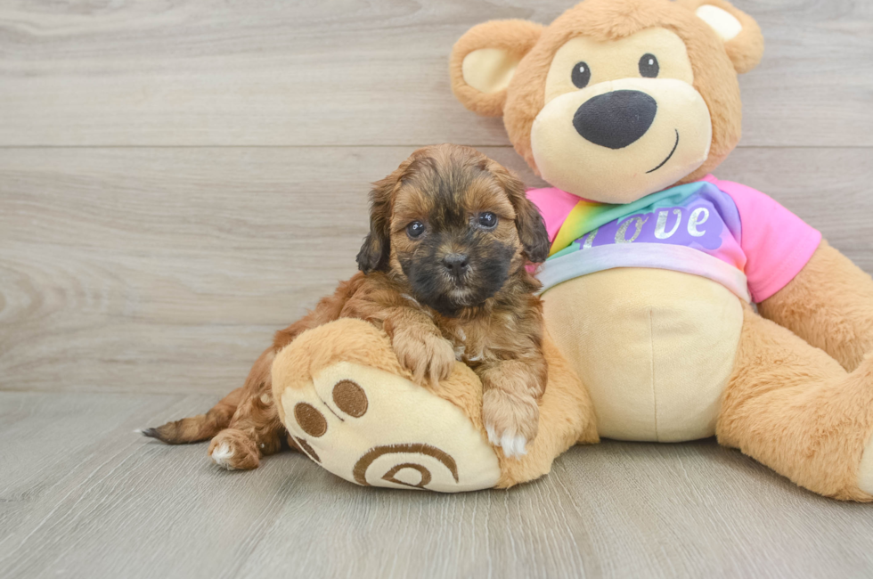 5 week old Shih Poo Puppy For Sale - Pilesgrove Pups