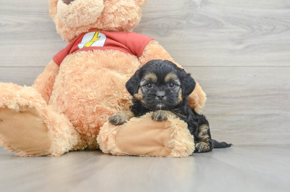 6 week old Shih Poo Puppy For Sale - Pilesgrove Pups