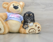 6 week old Shih Poo Puppy For Sale - Pilesgrove Pups