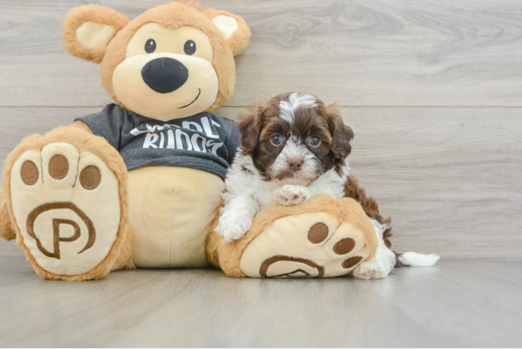 Cute Shih Poo Baby