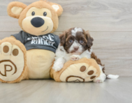 8 week old Shih Poo Puppy For Sale - Pilesgrove Pups