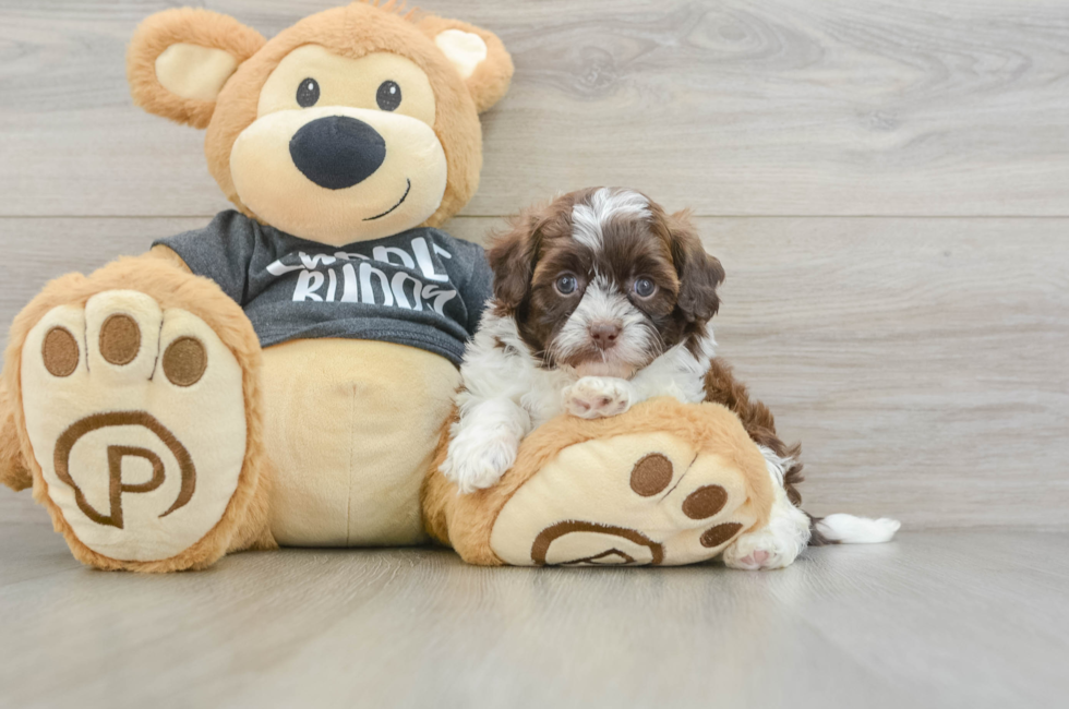 5 week old Shih Poo Puppy For Sale - Pilesgrove Pups