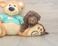 7 week old Shih Poo Puppy For Sale - Pilesgrove Pups