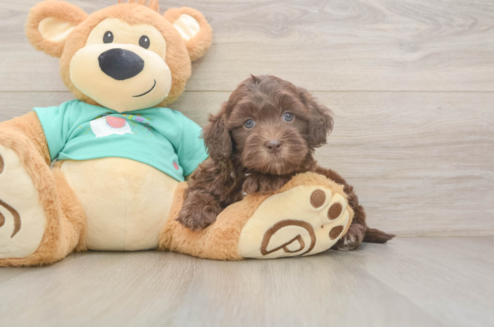 6 week old Shih Poo Puppy For Sale - Pilesgrove Pups