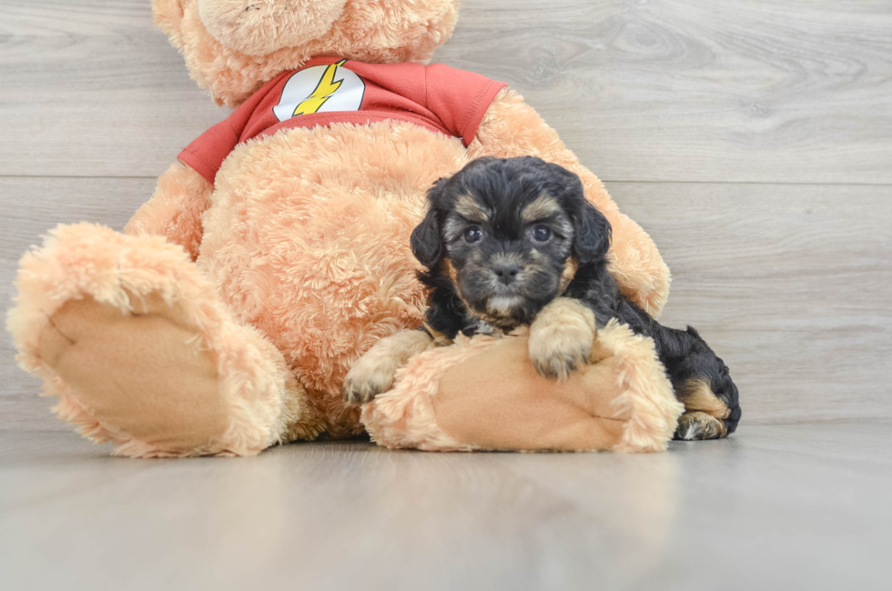 6 week old Shih Poo Puppy For Sale - Pilesgrove Pups