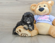 6 week old Shih Poo Puppy For Sale - Pilesgrove Pups