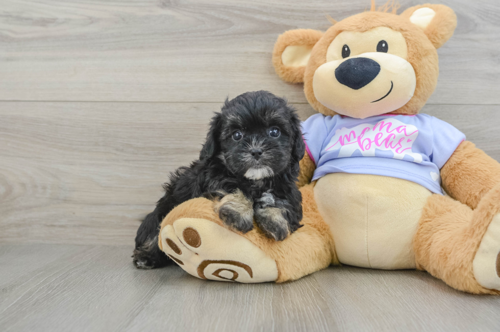 6 week old Shih Poo Puppy For Sale - Pilesgrove Pups