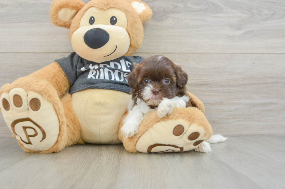 5 week old Shih Poo Puppy For Sale - Pilesgrove Pups