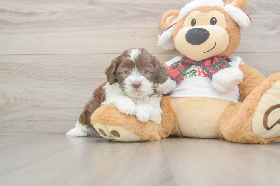 5 week old Shih Poo Puppy For Sale - Pilesgrove Pups