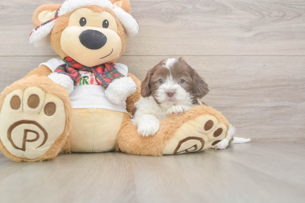 Smart Shih Poo Poodle Mix Pup