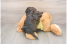 Small Shih Poo Baby