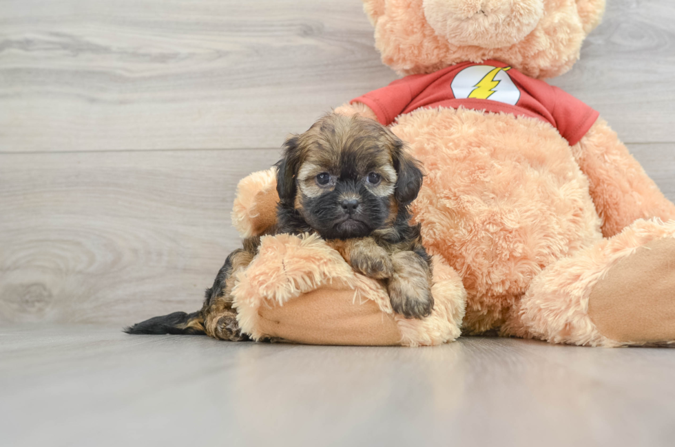 6 week old Shih Poo Puppy For Sale - Pilesgrove Pups