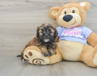 6 week old Shih Poo Puppy For Sale - Pilesgrove Pups