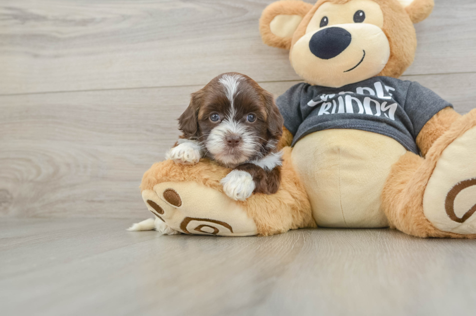5 week old Shih Poo Puppy For Sale - Pilesgrove Pups