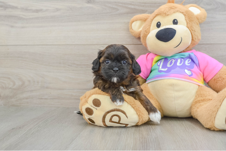 Shih Poo Pup Being Cute