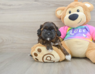 8 week old Shih Poo Puppy For Sale - Pilesgrove Pups