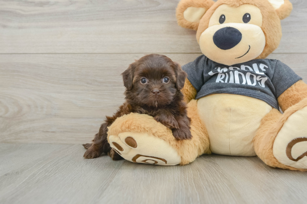 5 week old Shih Poo Puppy For Sale - Pilesgrove Pups
