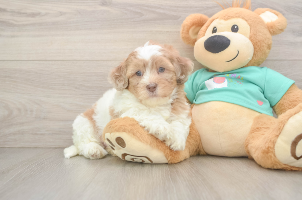 6 week old Shih Poo Puppy For Sale - Pilesgrove Pups