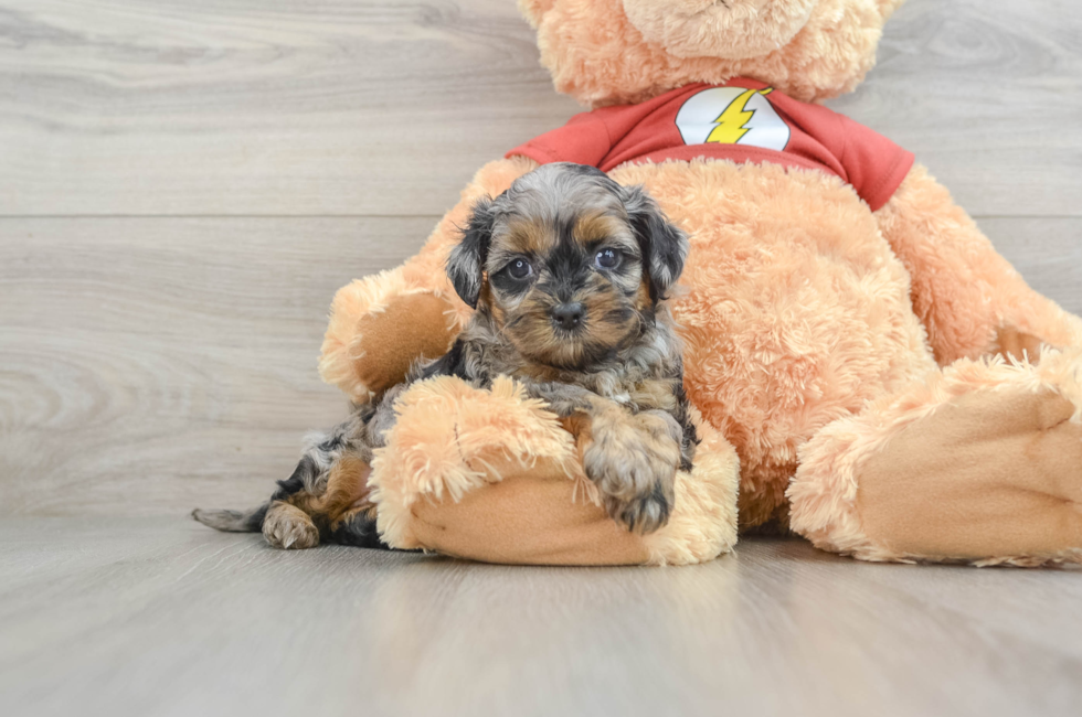 6 week old Shih Poo Puppy For Sale - Pilesgrove Pups