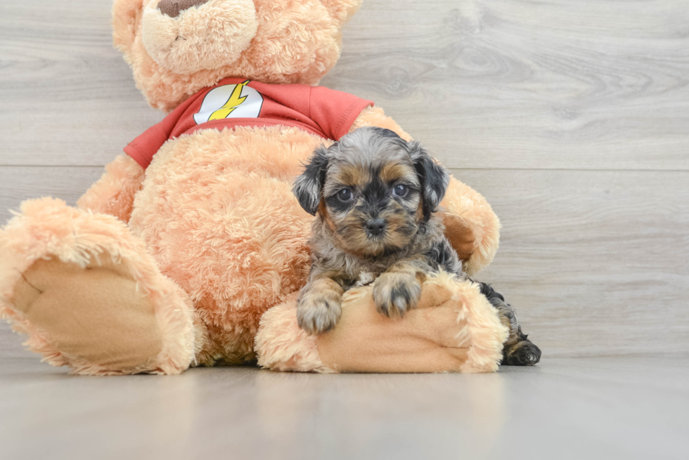 Best Shih Poo Baby