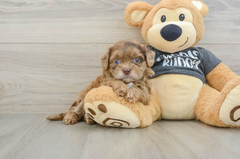5 week old Shih Poo Puppy For Sale - Pilesgrove Pups