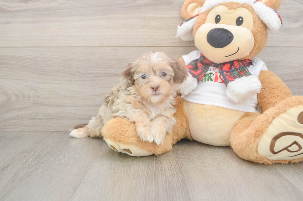 5 week old Shih Poo Puppy For Sale - Pilesgrove Pups