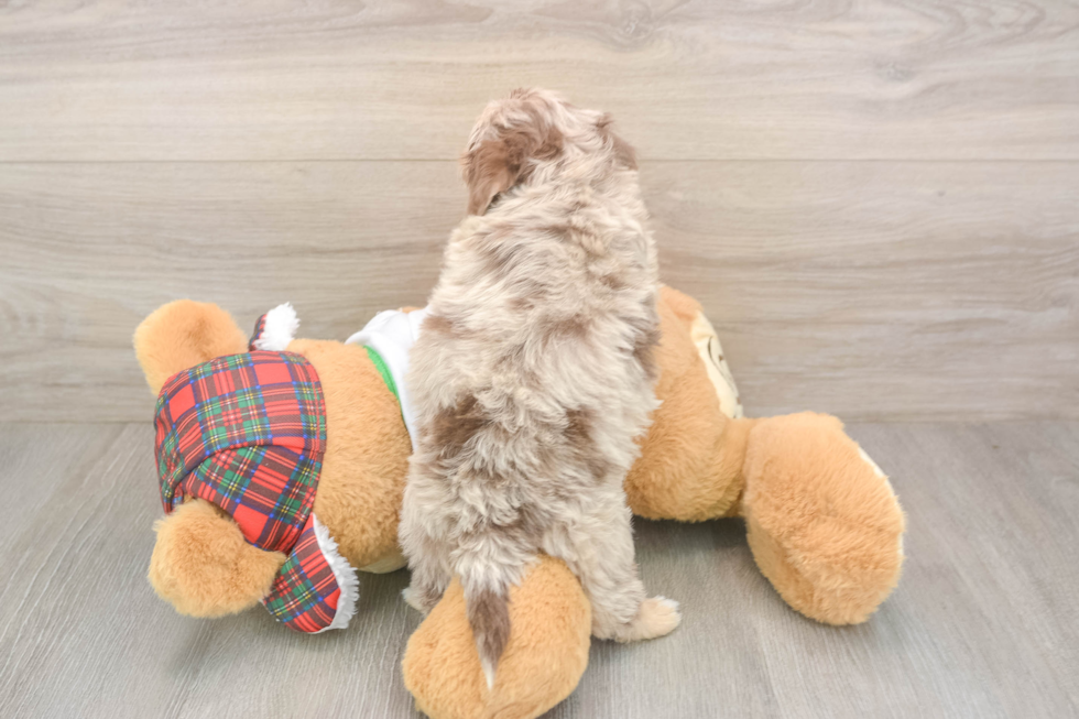 Playful Shihpoo Poodle Mix Puppy