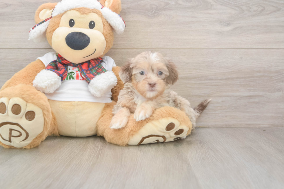 Playful Shihpoo Poodle Mix Puppy