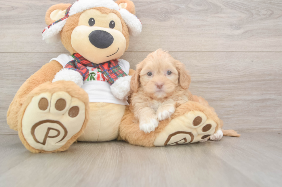 5 week old Shih Poo Puppy For Sale - Pilesgrove Pups