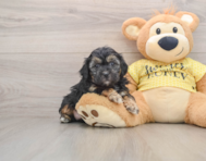 7 week old Shih Poo Puppy For Sale - Pilesgrove Pups