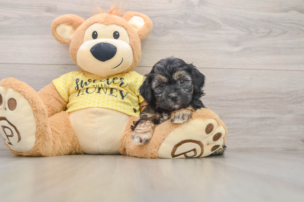 Smart Shih Poo Poodle Mix Pup